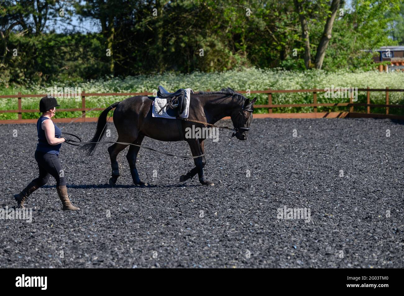 Lunging horse hires stock photography and images Alamy