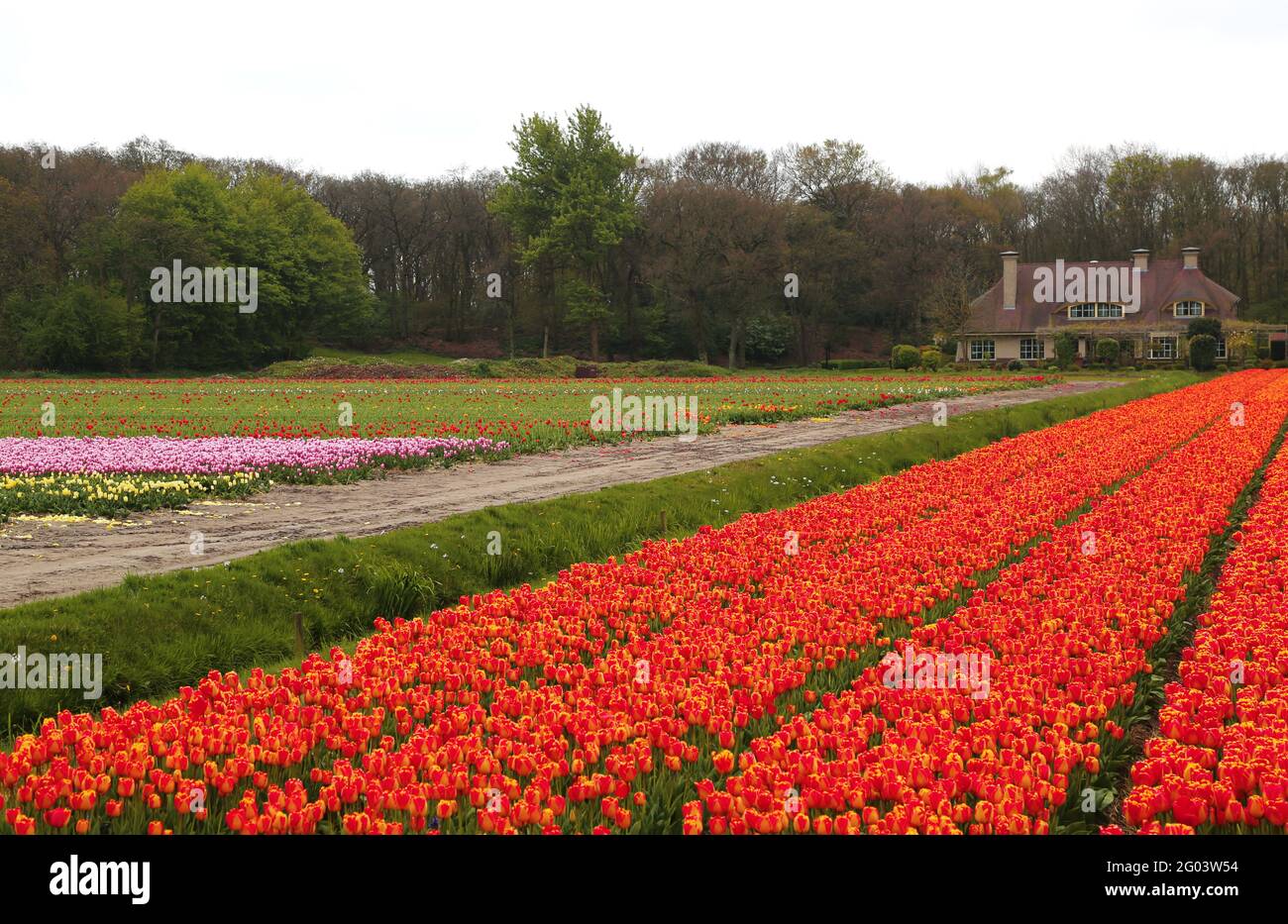 The spectacle of the blooming of tulips in Holland Stock Photo - Alamy