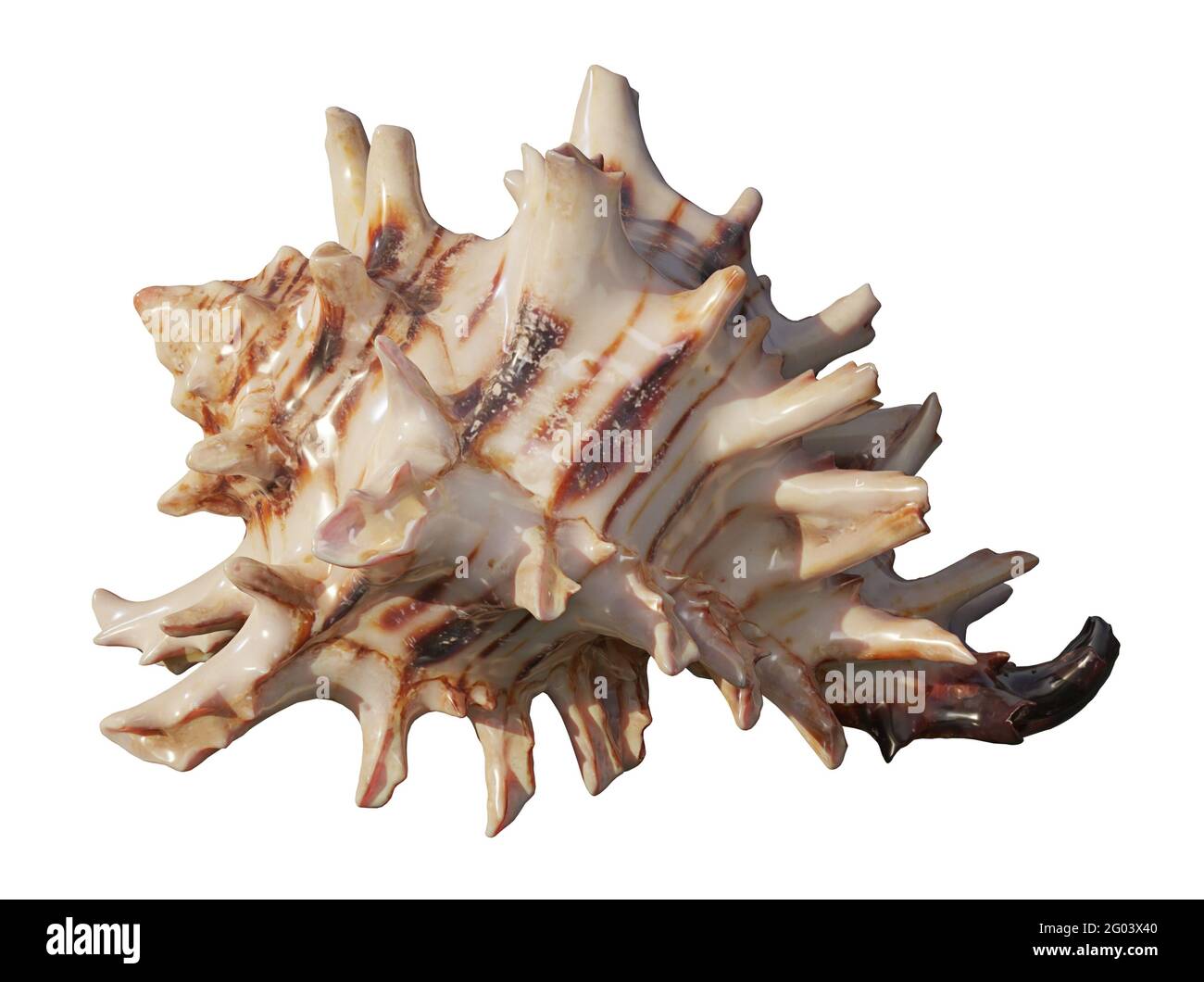 Hexaplex princeps isolated on white background Stock Photo