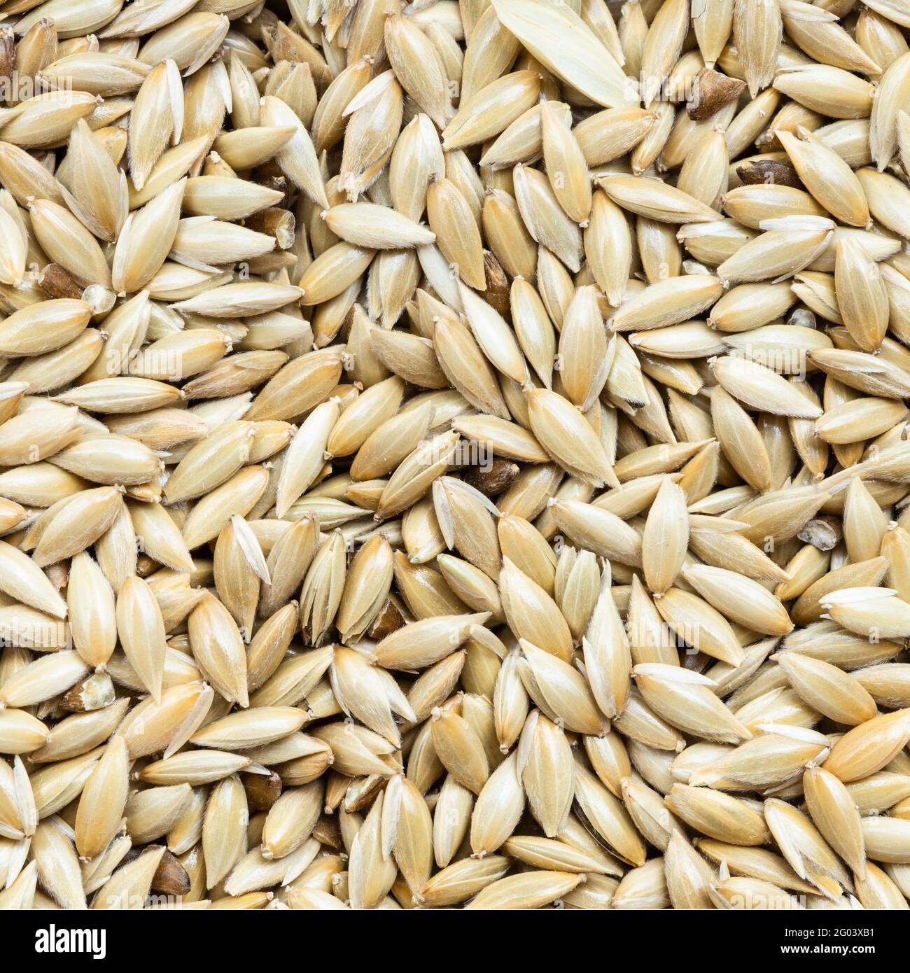 square food background - scagliola canary seeds close up Stock Photo