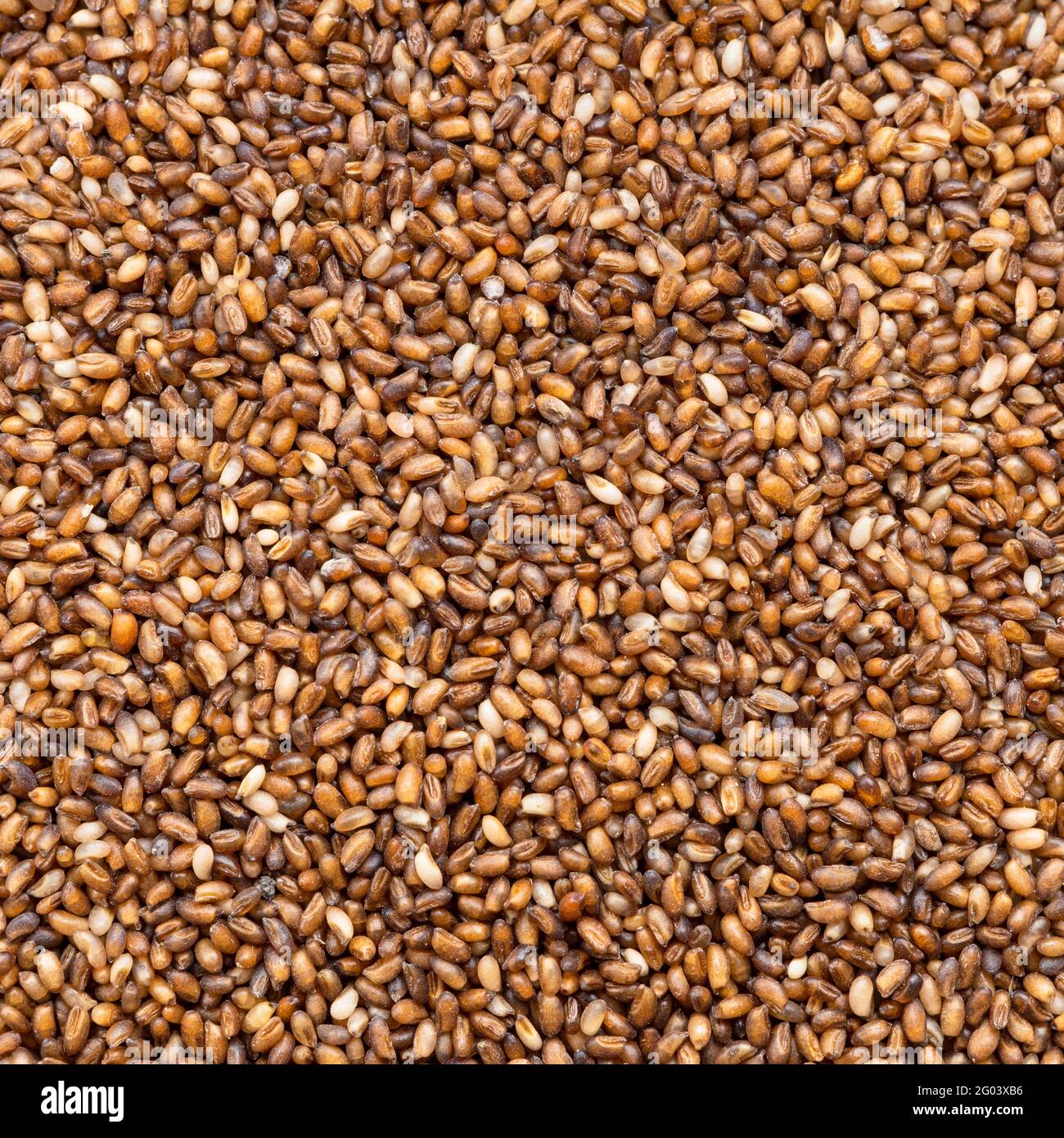 square food background - whole-grain teff seeds close up Stock Photo