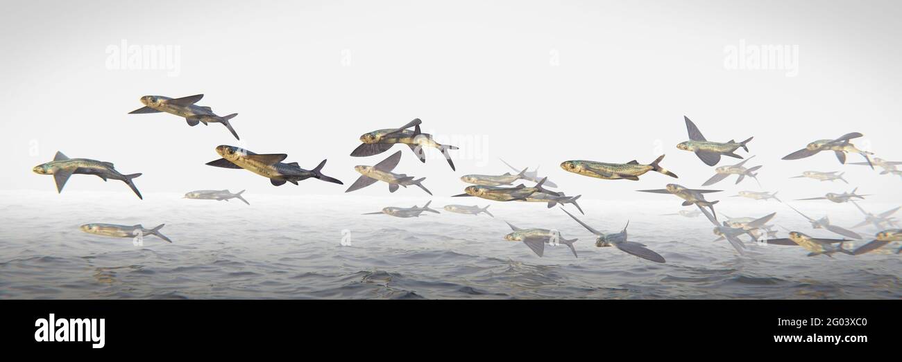 Flyingfish hires stock photography and images Alamy