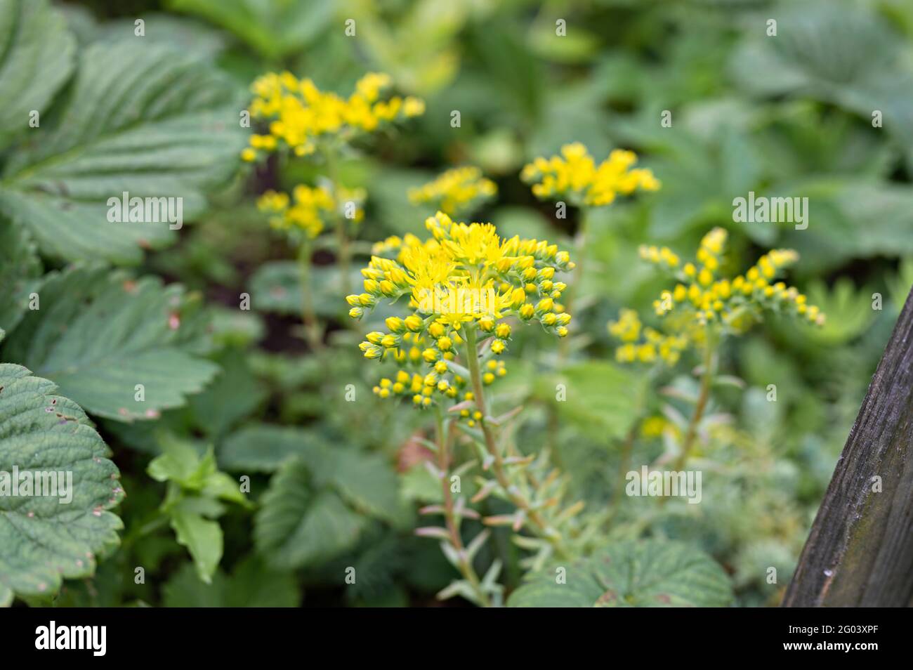 yellow sedum reflexum or sedum rupestre flower in full bloom on a background of green leaves and grass in the floral garden on a summer day Stock Photo