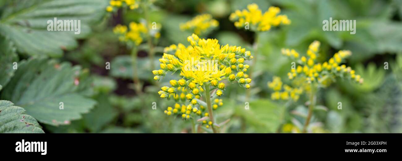 yellow sedum reflexum or sedum rupestre flower in full bloom on a background of green leaves and grass in the floral garden on a summer day. banner Stock Photo