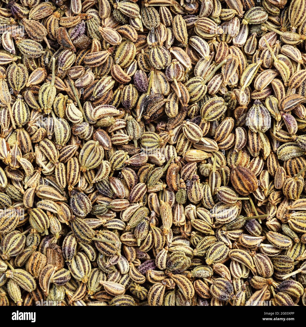 square food background dried Ajwain seeds close up Stock Photo Alamy