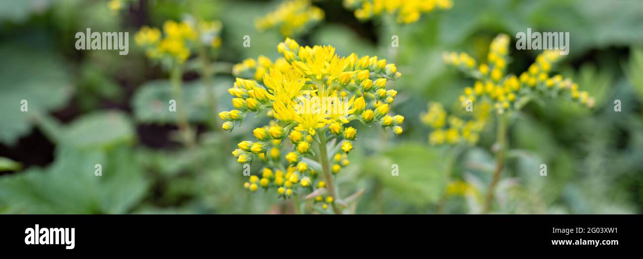 yellow sedum reflexum or sedum rupestre flower in full bloom on a background of green leaves and grass in the floral garden on a summer day. banner Stock Photo
