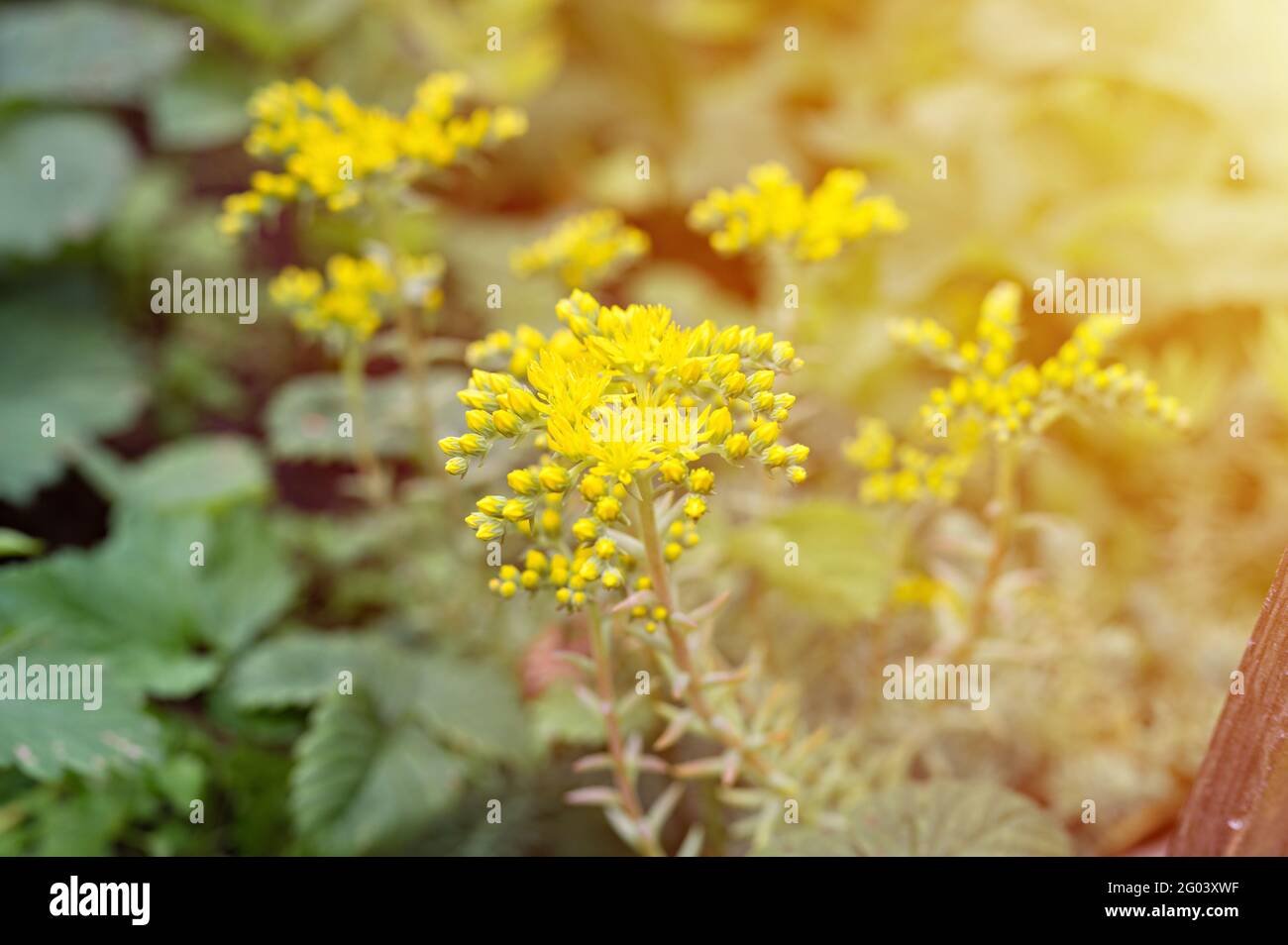 yellow sedum reflexum or sedum rupestre flower in full bloom on a background of green leaves and grass in the floral garden on a summer day. flare Stock Photo