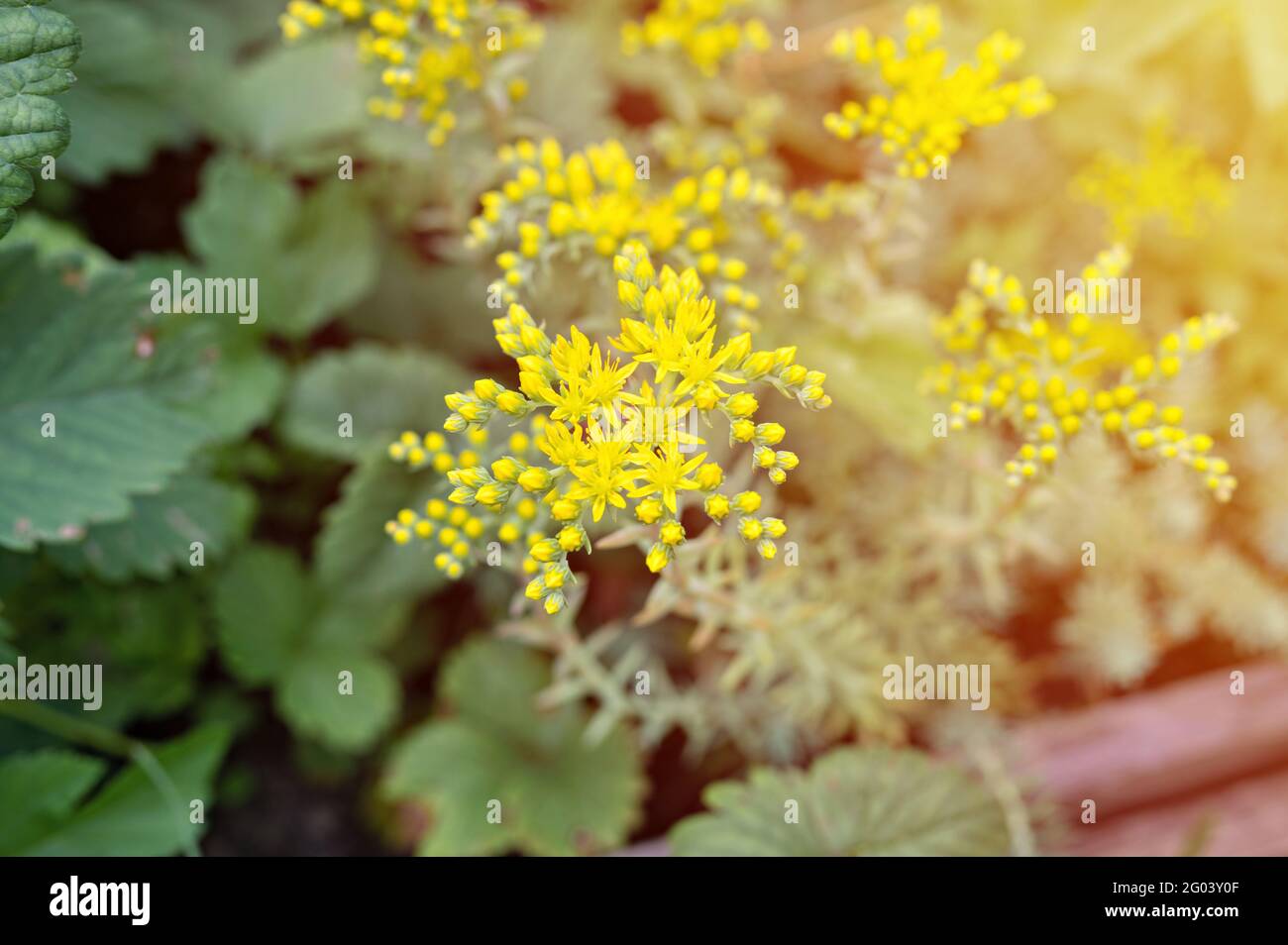 yellow sedum reflexum or sedum rupestre flower in full bloom on a background of green leaves and grass in the floral garden on a summer day. flare Stock Photo