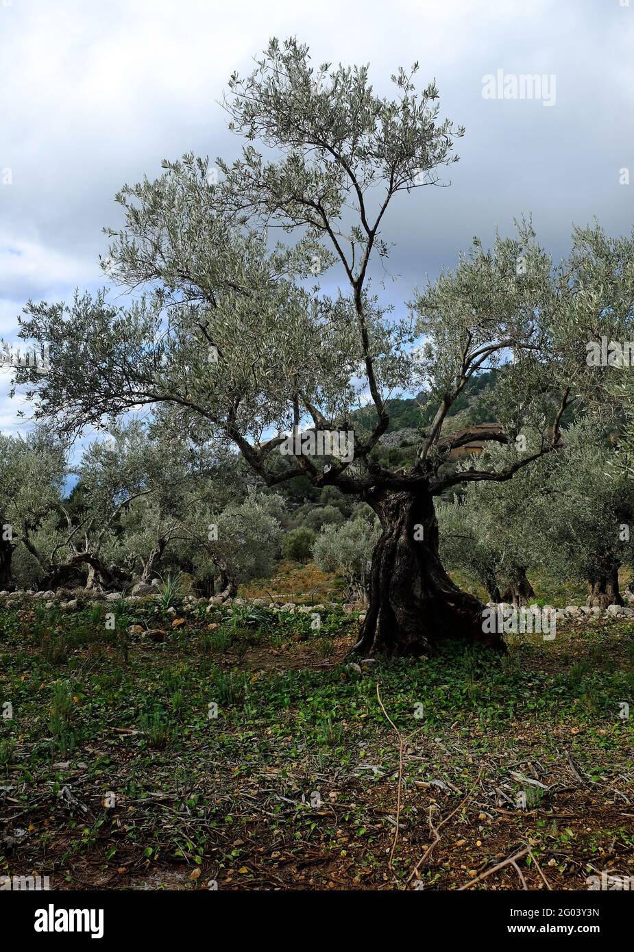 Olives Trees, Sierra de Tramuntana Stock Photo