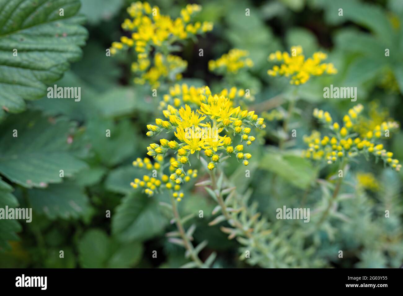 yellow sedum reflexum or sedum rupestre flower in full bloom on a background of green leaves and grass in the floral garden on a summer day Stock Photo