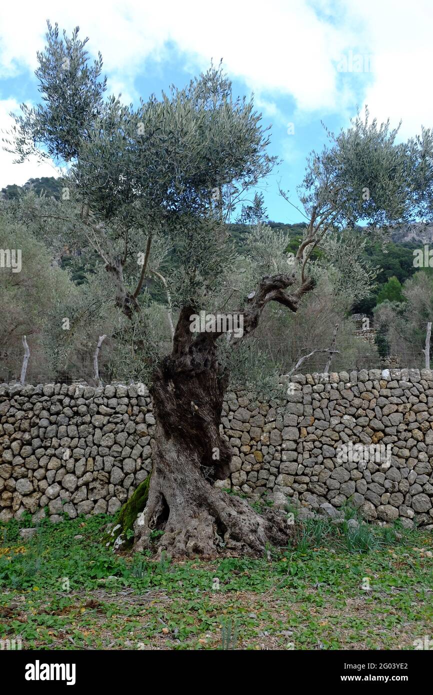 Olives Trees, Sierra de Tramuntana Stock Photo