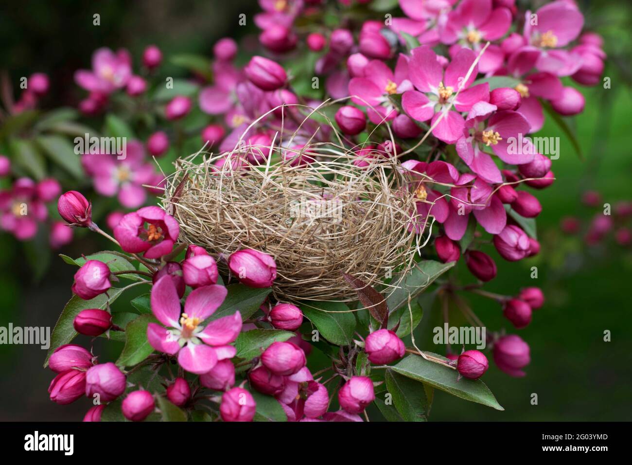 birds nest in tree Stock Photo Alamy