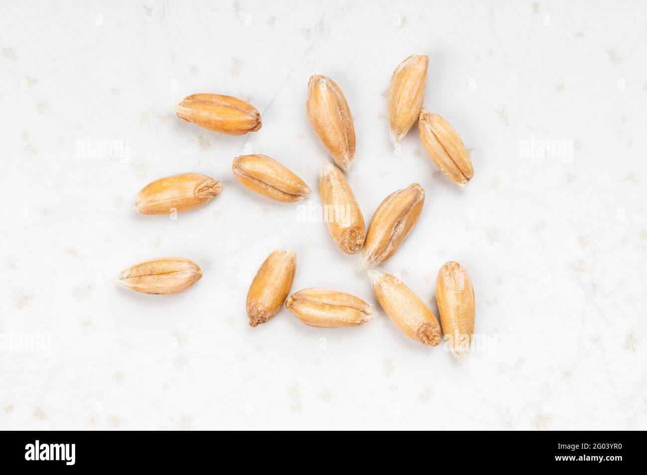 several spelt wheat grains close up on gray ceramic plate Stock Photo