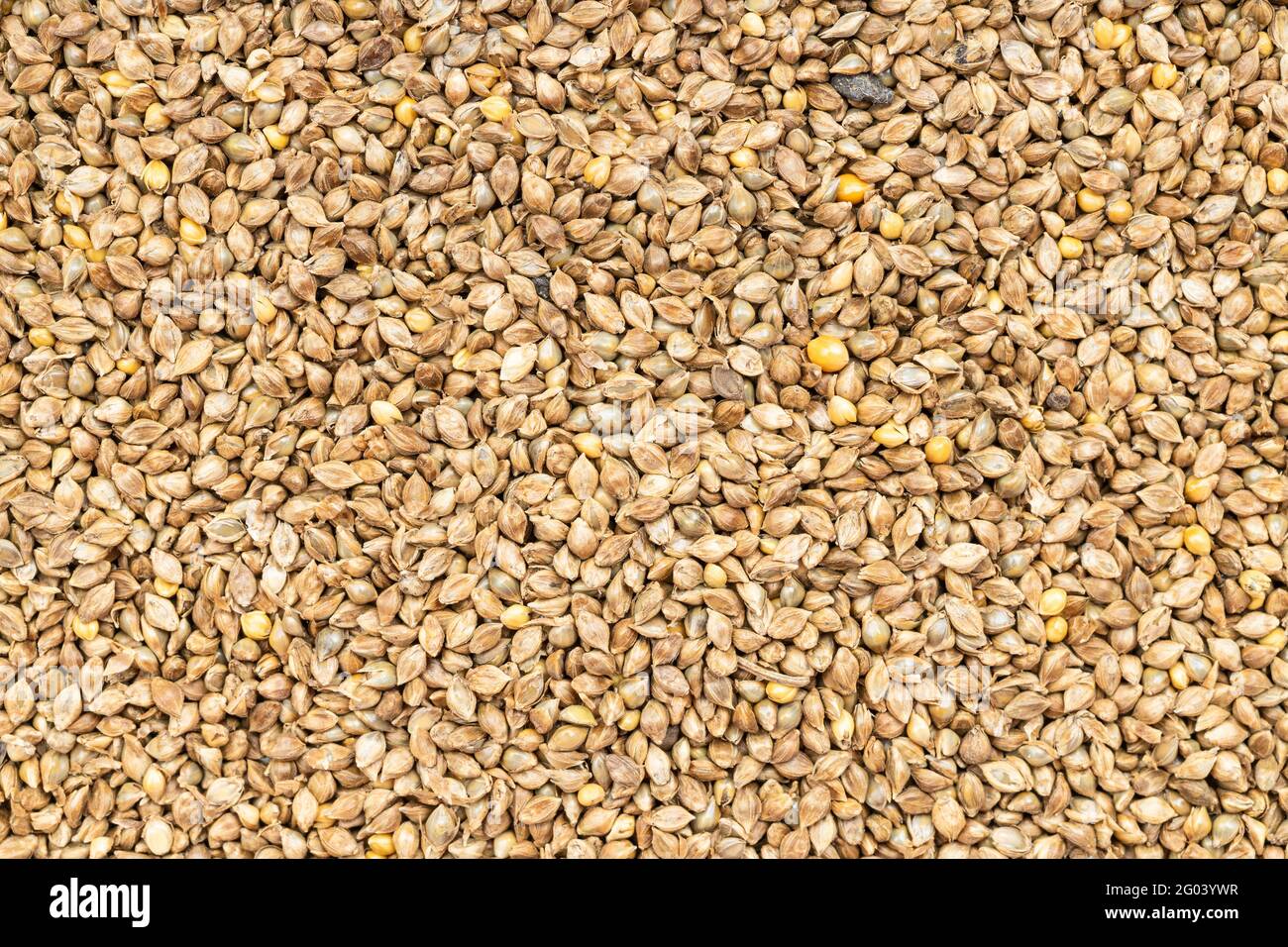 food background - whole-grain barnyard millet seeds close up Stock Photo