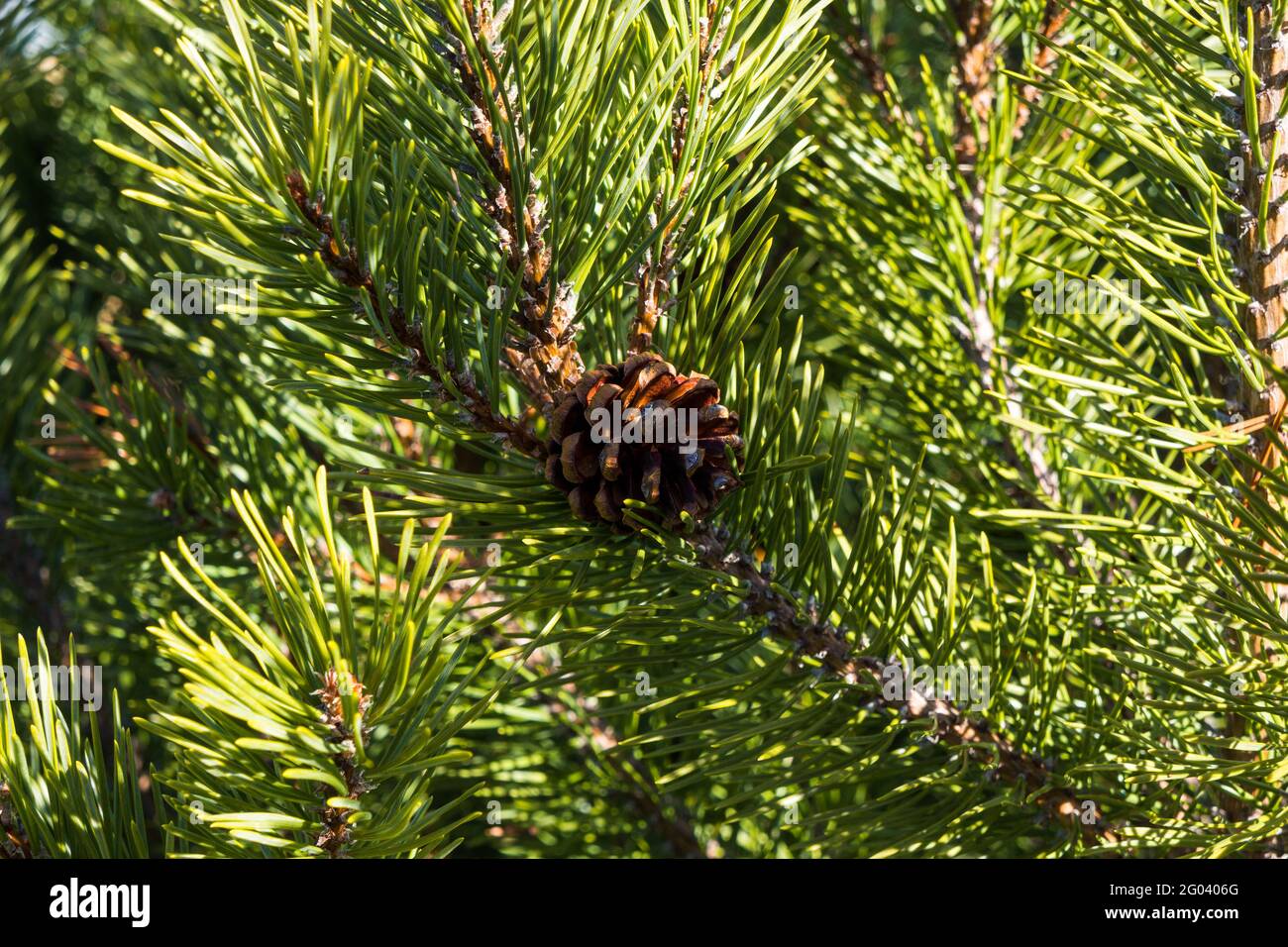Close view of a mountain pine tree with a pinecone in the early morning light. Stock Photo