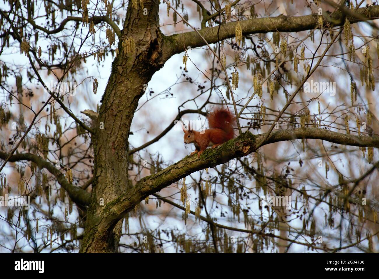 Red squirel on a tree Stock Photo