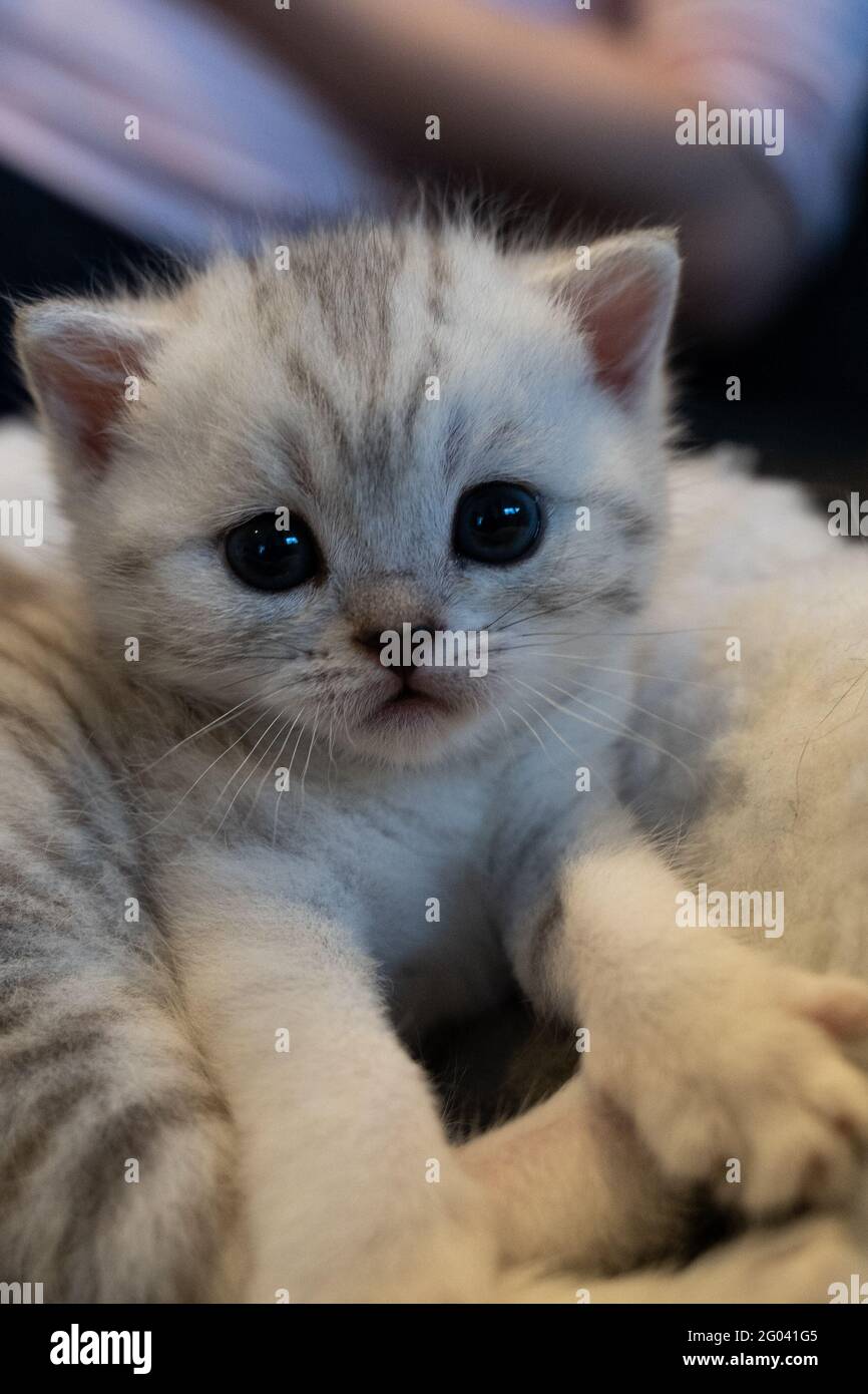 Baby Kitten With Cute Blue Eyes. The Baby Cat Looks A Bit Tired Stock Photo  - Alamy