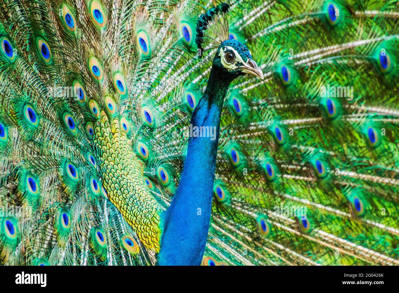 Peacock dancing hi-res stock photography and images - Page 2 - Alamy