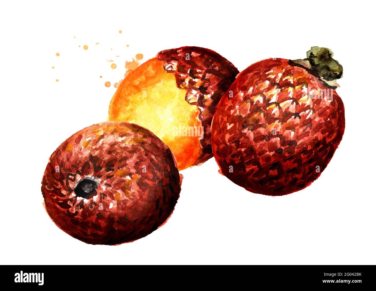 Exotic Buriti fruit Aguaje  or Moriche palm fruit mauritia flexuosa. Watercolor hand drawn illustration isolated on white background Stock Photo