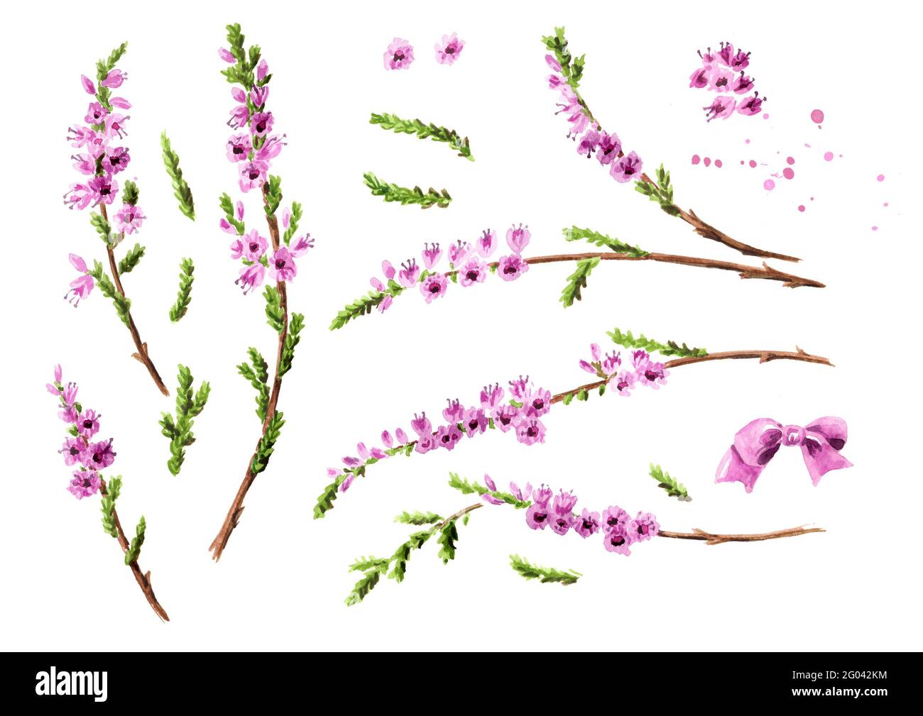 Heather set with purple flowers, symbol of good luck. Watercolor hand drawn illustration isolated on white background Stock Photo