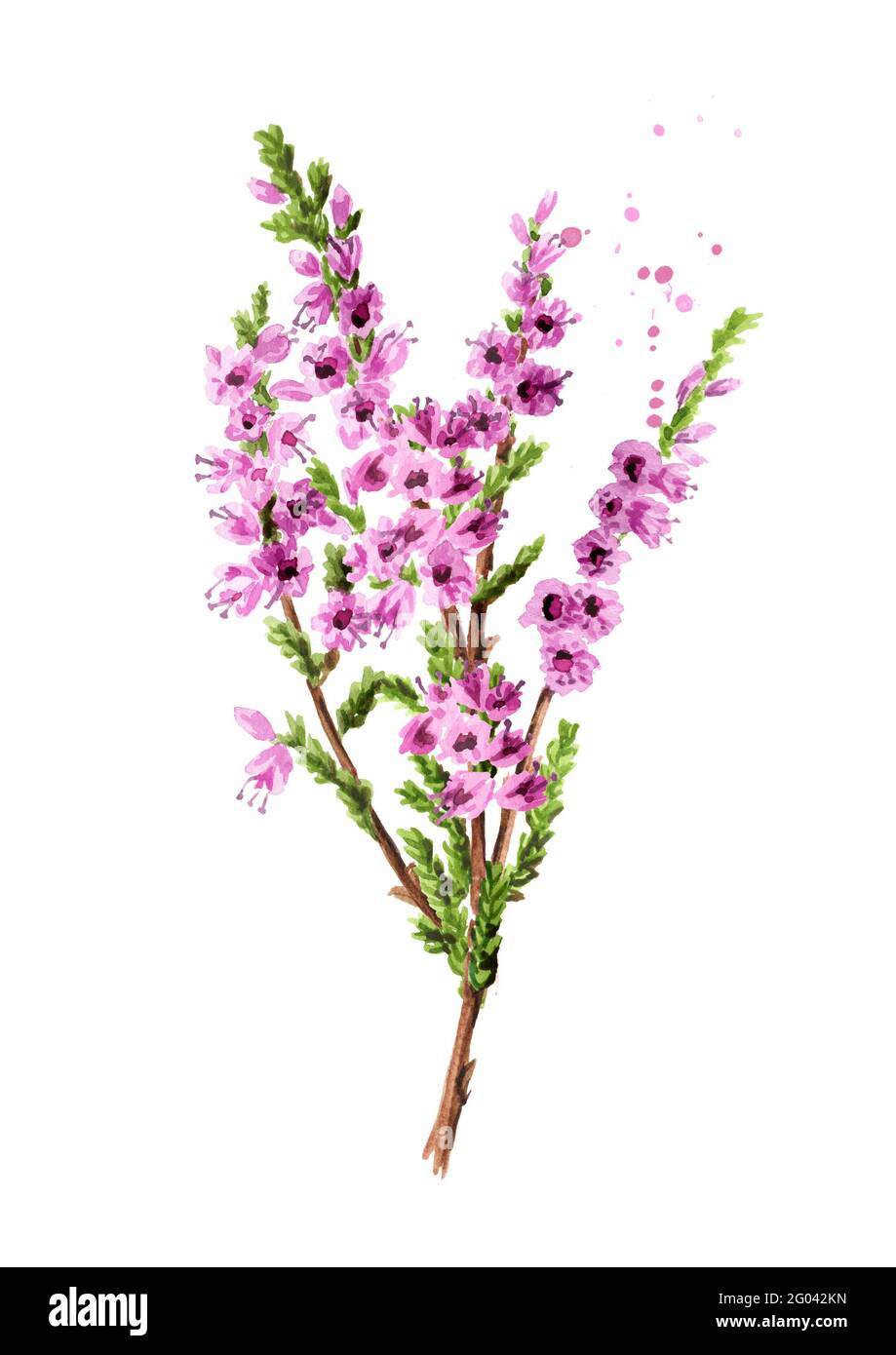 Branch of heather with purple flowers, symbol of good luck. Watercolor hand drawn illustration isolated on white background Stock Photo