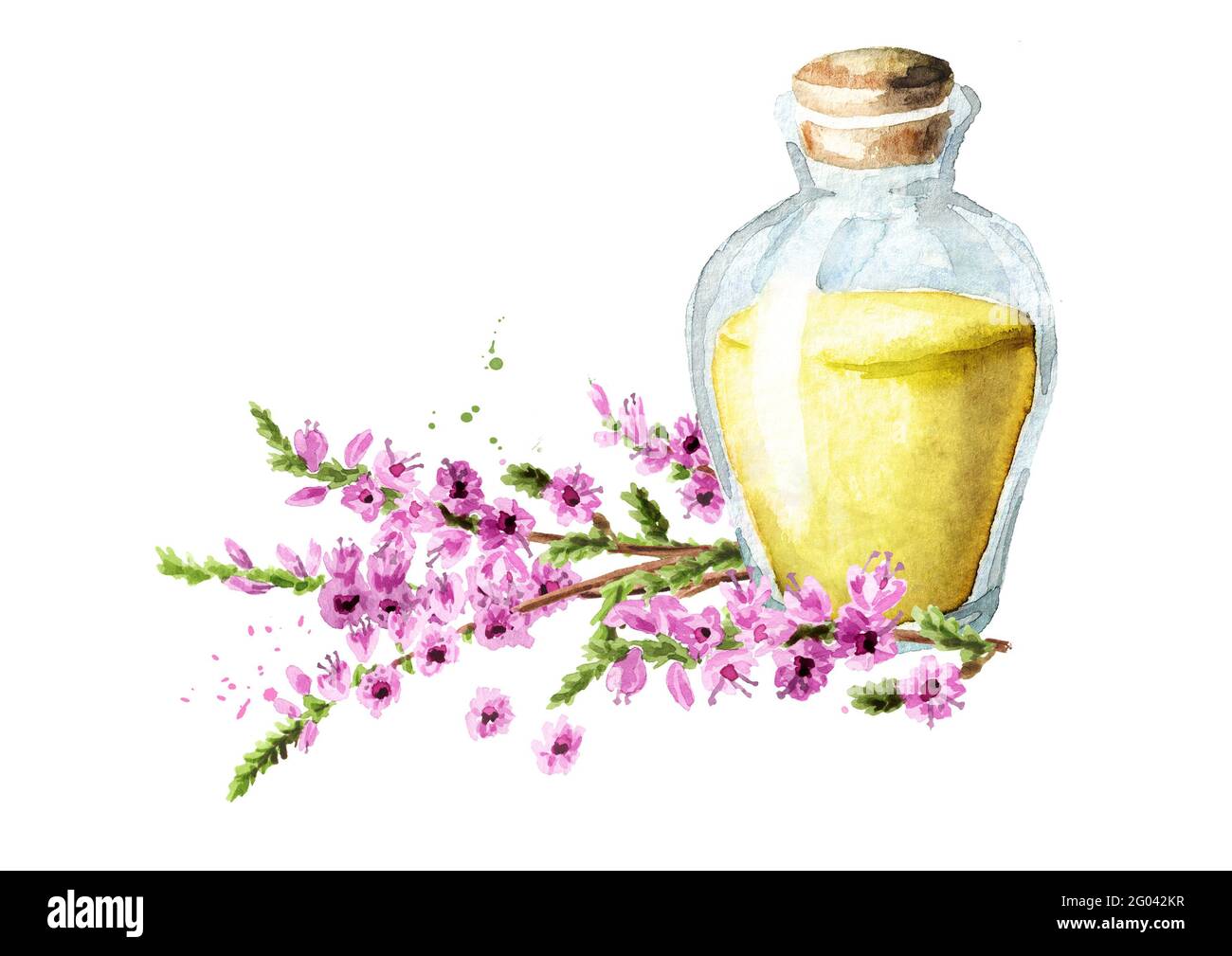 Tincture from Purple heather flowers, medical plant, herbs medicine. Watercolor hand drawn illustration isolated on white background Stock Photo