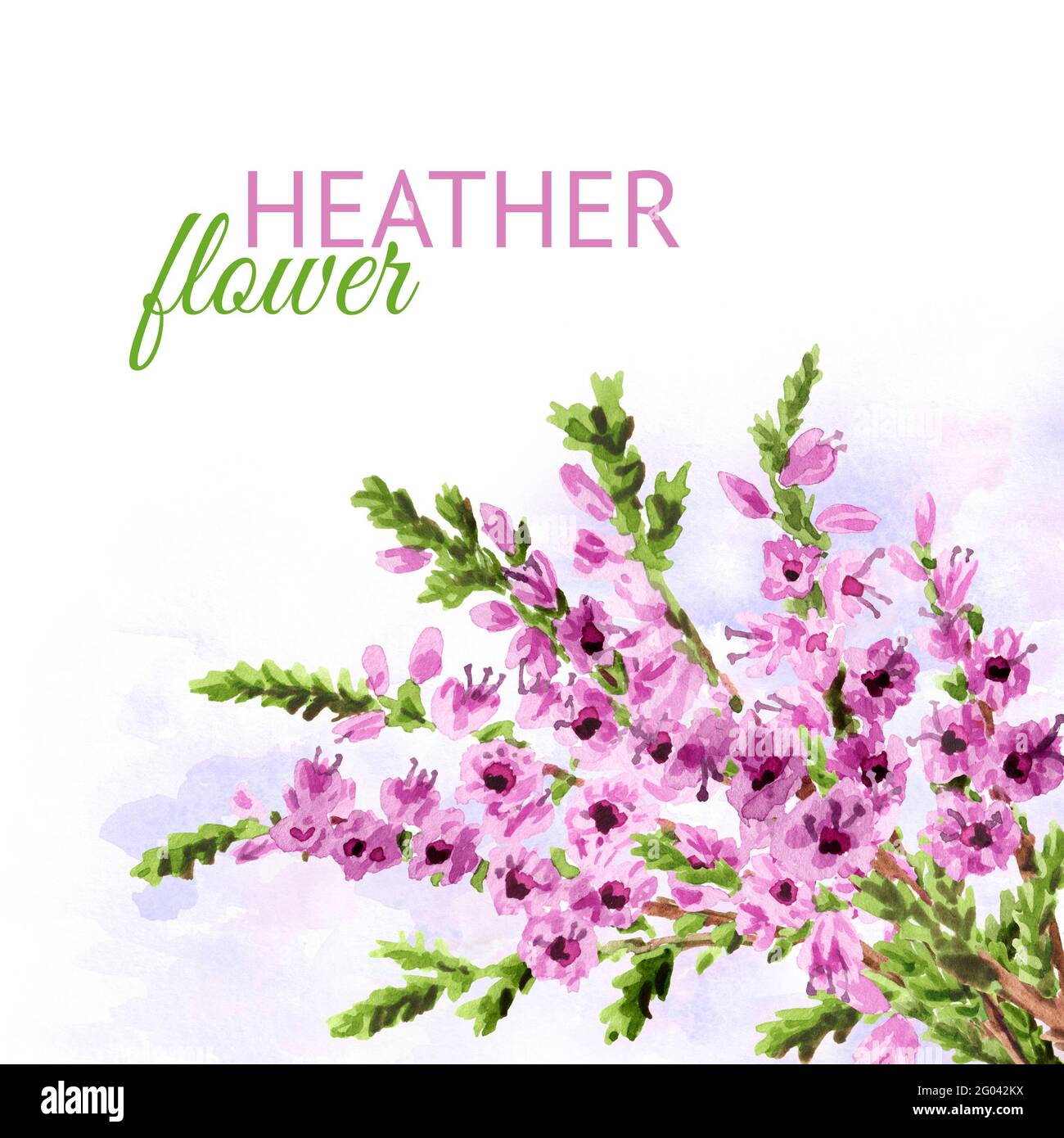 Heather flower card. Watercolor hand drawn illustration isolated on white background Stock Photo