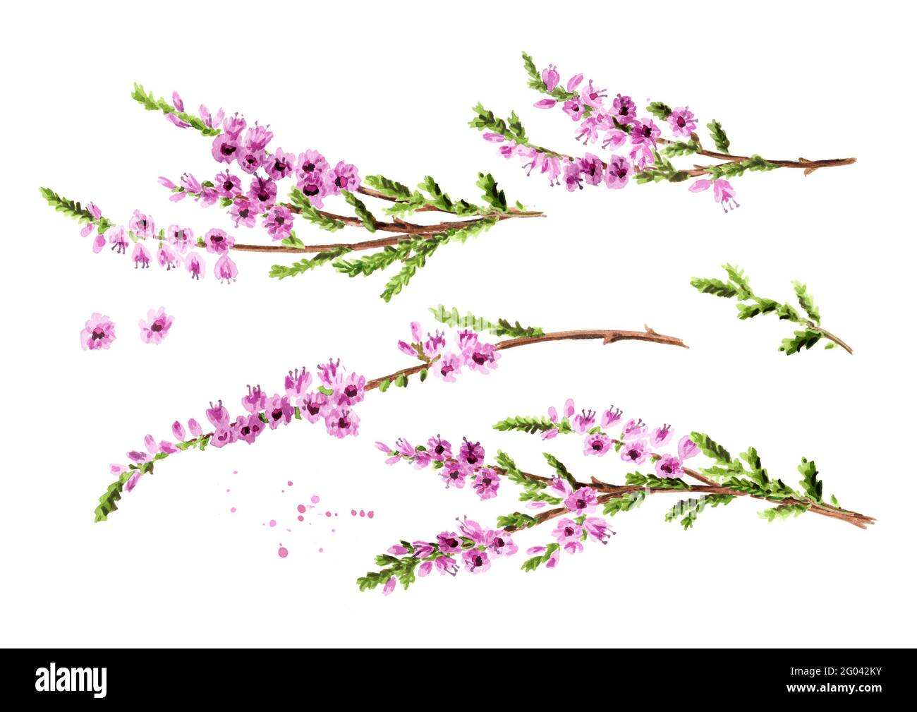 Branch of heather with purple flowers set, symbol of good luck. Watercolor hand drawn illustration, isolated on white background Stock Photo