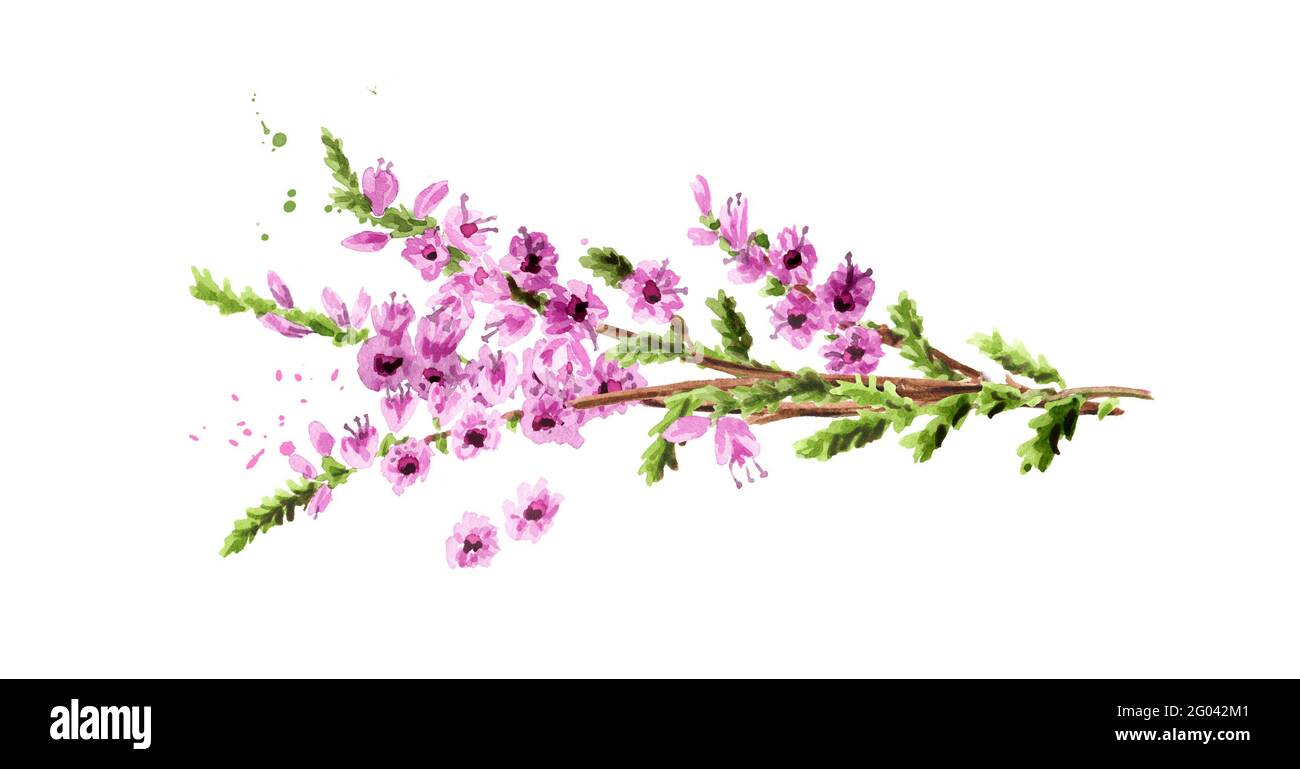 Heather flowers. Watercolor hand drawn illustration isolated on white background Stock Photo