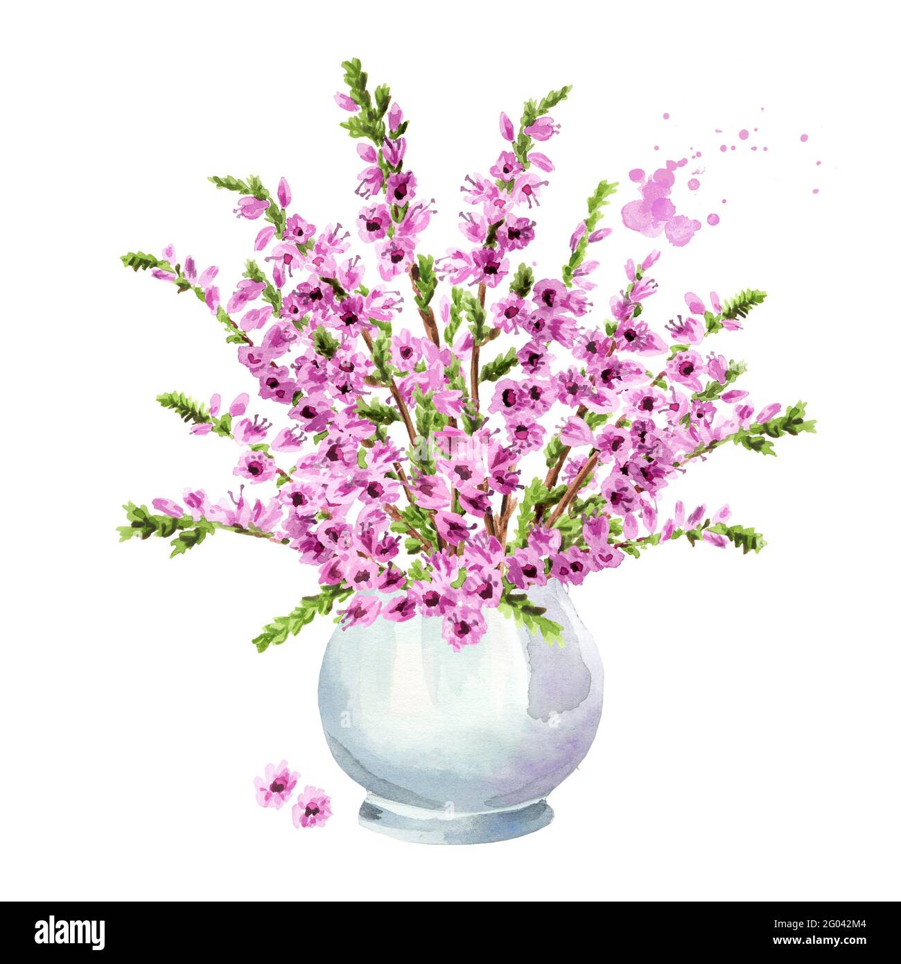 Vase with Purple heather flowers, symbol of good luck. Watercolor hand drawn illustration isolated on white background Stock Photo
