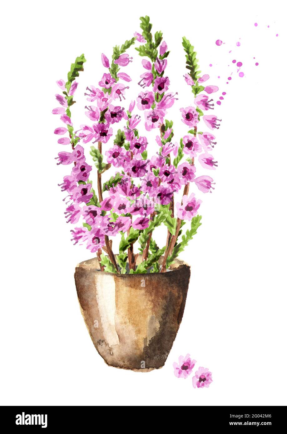 Purple heather flowers  in the pot, symbol of good luck. Watercolor hand drawn illustration isolated on white background Stock Photo