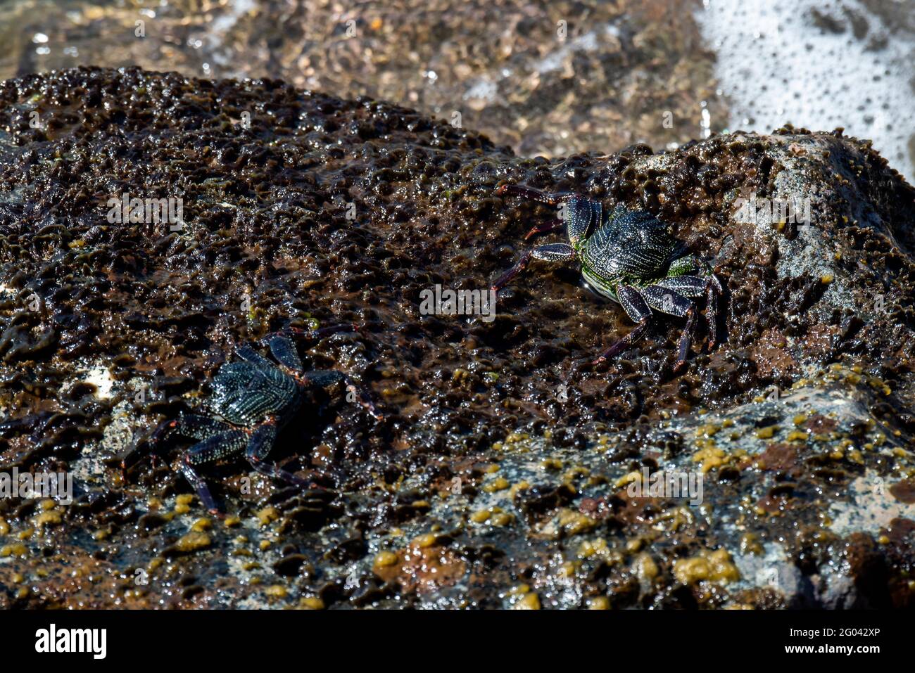 Maui, Hawaii.  Thin-shelled Rock Crabs (Grapsus tenuicrustatus) also called A'ama in Hawaii resting on a rock along the Pacific ocean. Stock Photo