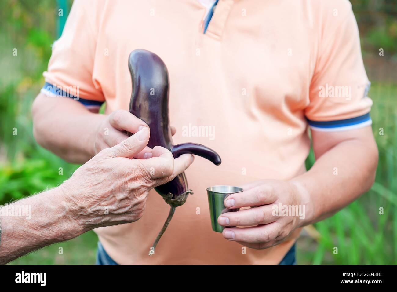 garden grew funny eggplant-mutants of unusual shape. man holds funny, deformed vegetables in his hands. concept of erectile dysfunction and urinary re Stock Photo