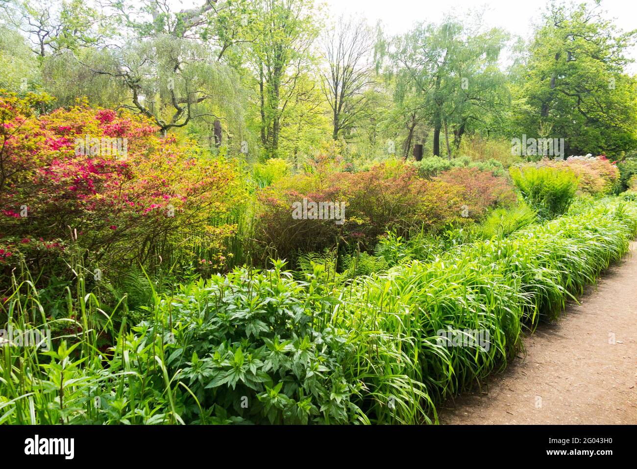 Inside the Isabella Plantation with plant border / borders to the beds and path. Richmond Park. UK. The Isabella Plantation contains many acid soil loving plants such as rhododendrons azaleas and camellias.  (123) Stock Photo