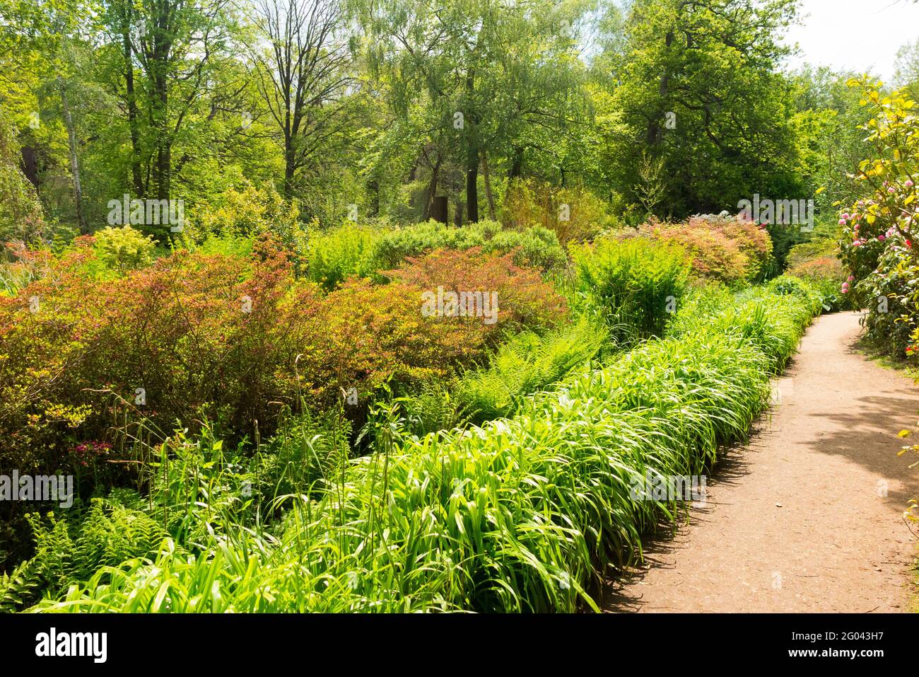 Inside the Isabella Plantation with plant border / borders to the beds and path. Richmond Park. UK. The Isabella Plantation contains many acid soil loving plants such as rhododendrons azaleas and camellias.  (123) Stock Photo