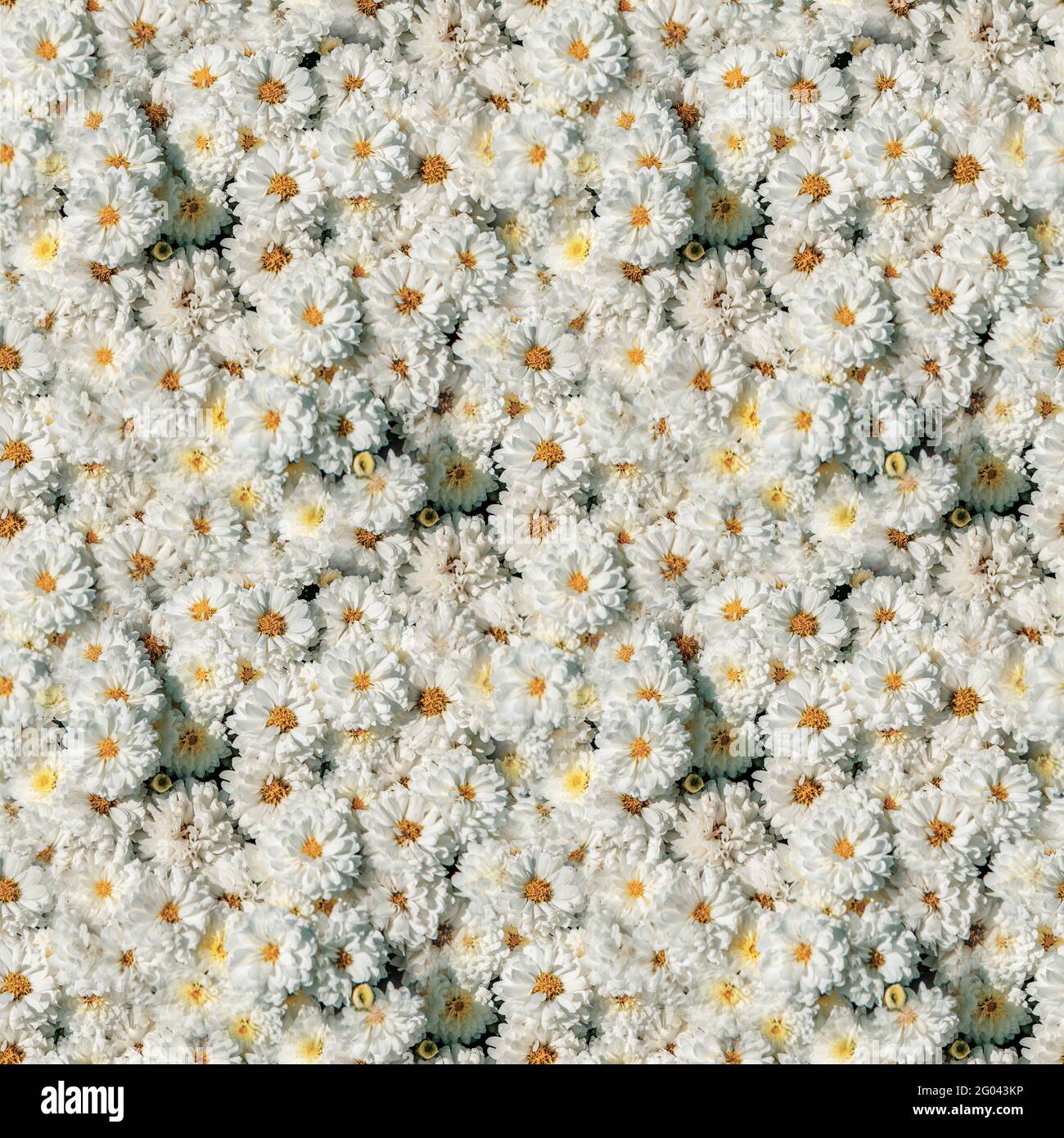 White flowers with yellow centers hi-res stock photography and images -  Alamy
