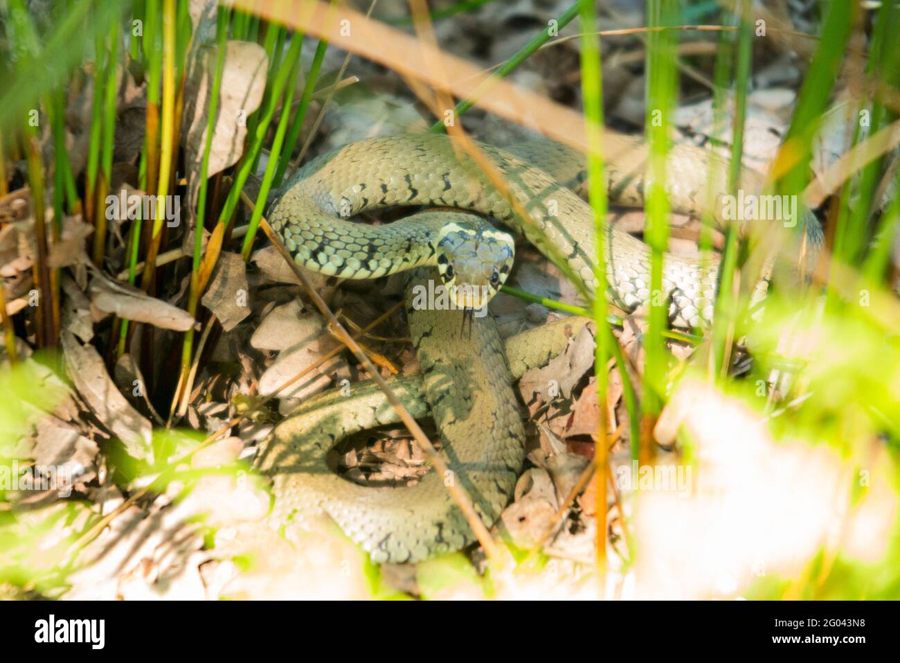 What appears to be a grass snake, hiding camouflaged in the grass of