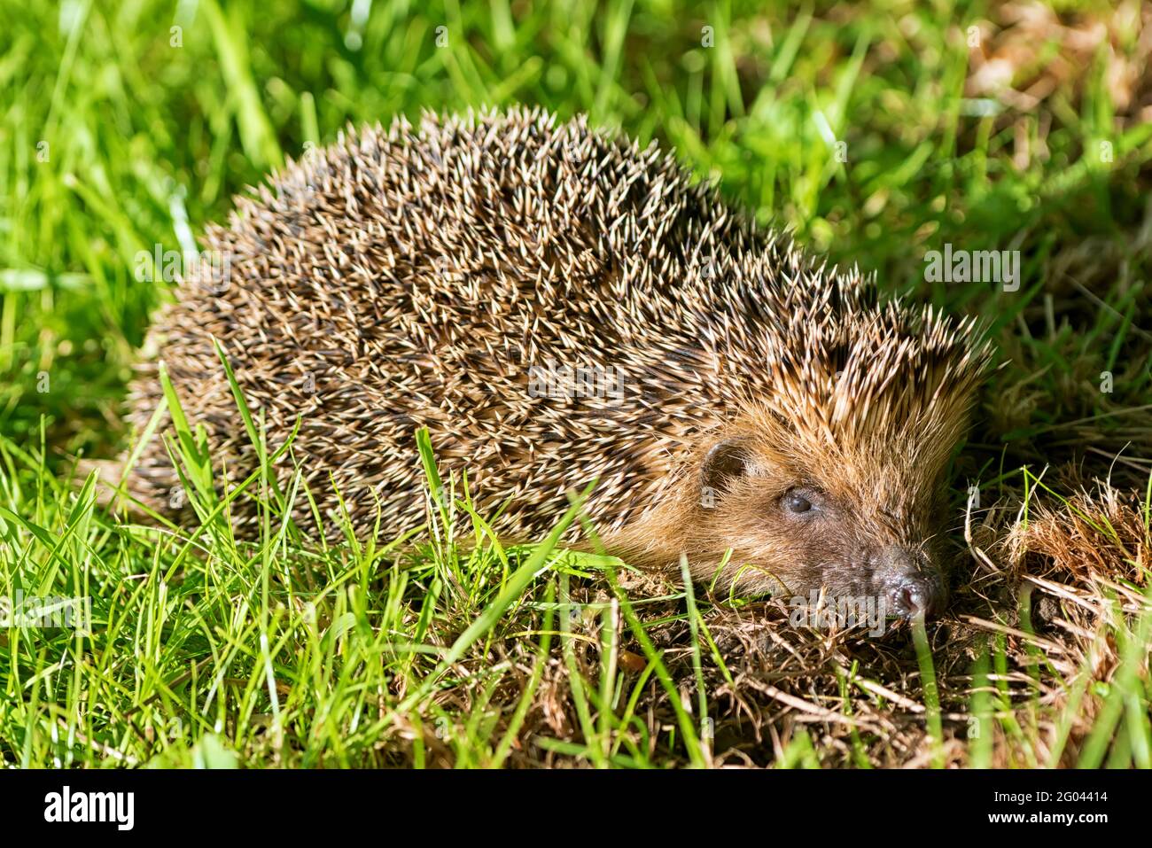 European hedgehog (Erinaceus europaeus), also known as the West European hedgehog. Stock Photo