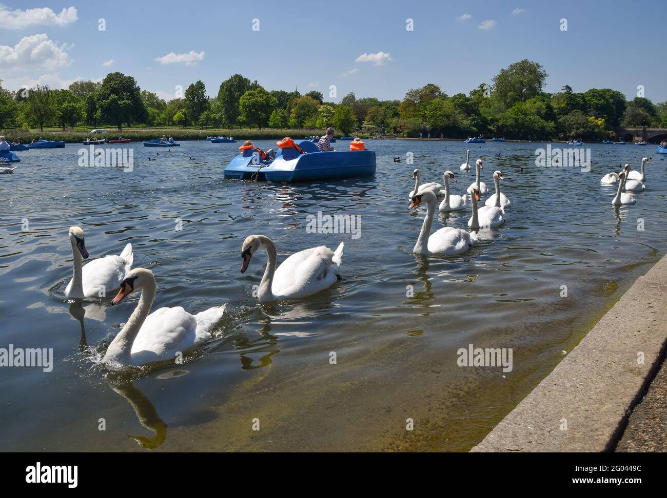 Mini Swans Mini swans hi-res stock photography and images - Alamy