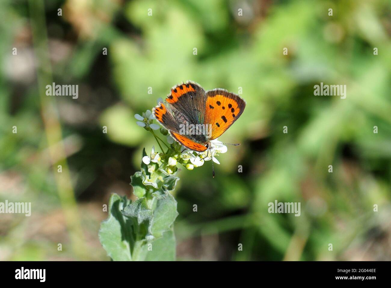 small copper, American copper, or common copper, Kleine Feuerfalter, Cuivré commun, Lycaena phlaeas, közönséges tűzlepke, Budapest, Hungary, Europe Stock Photo