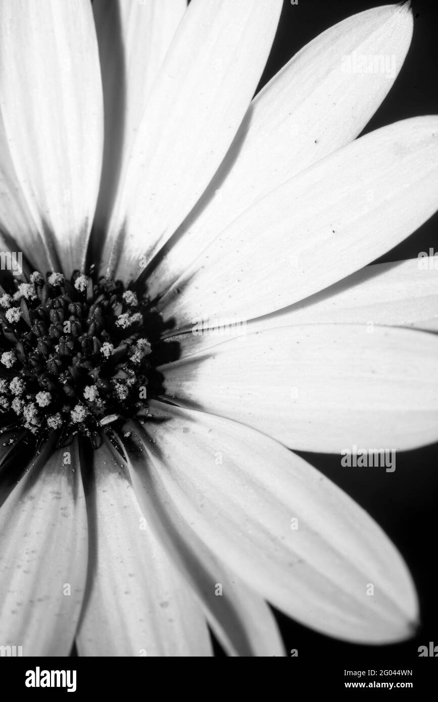 Macro photo of a nice white daisy flower, Spain Stock Photo