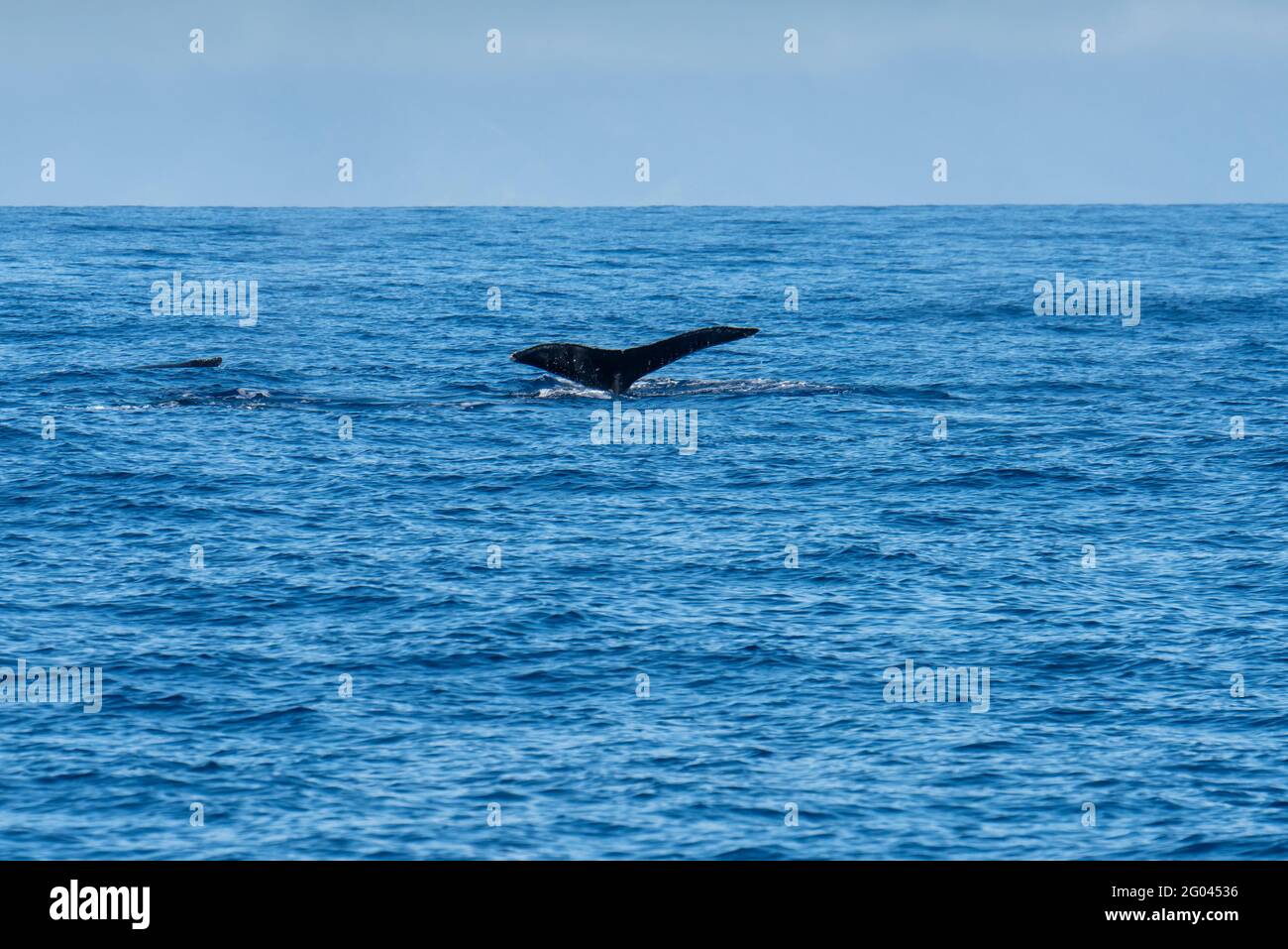Maui, Hawaii. Whale swimming in the pacific ocean with tail showing. Stock Photo