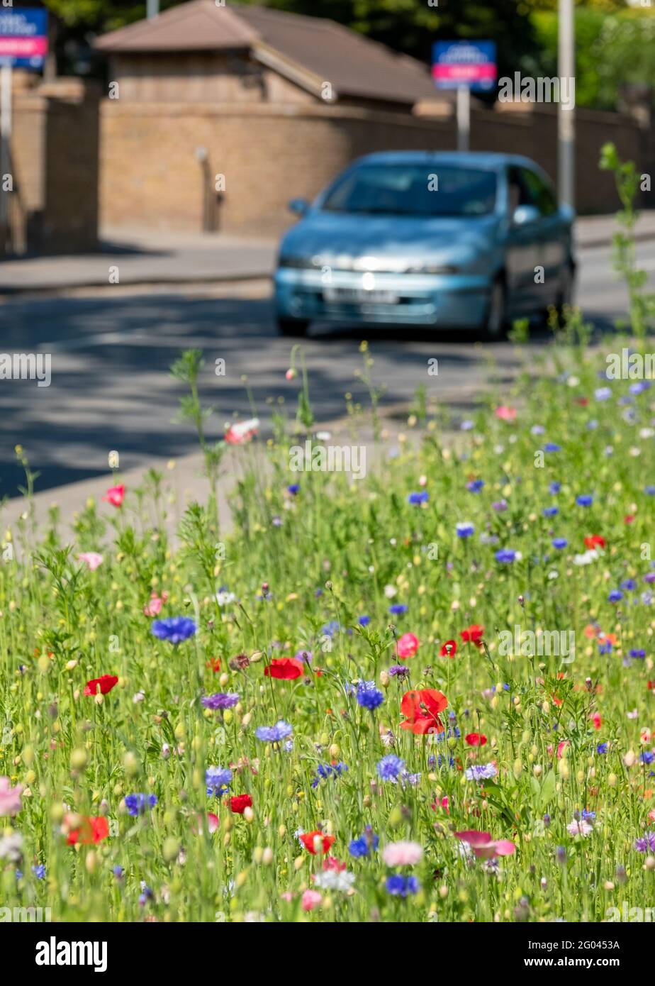 Colourful wild flowers including cornflowers and poppies, photographed