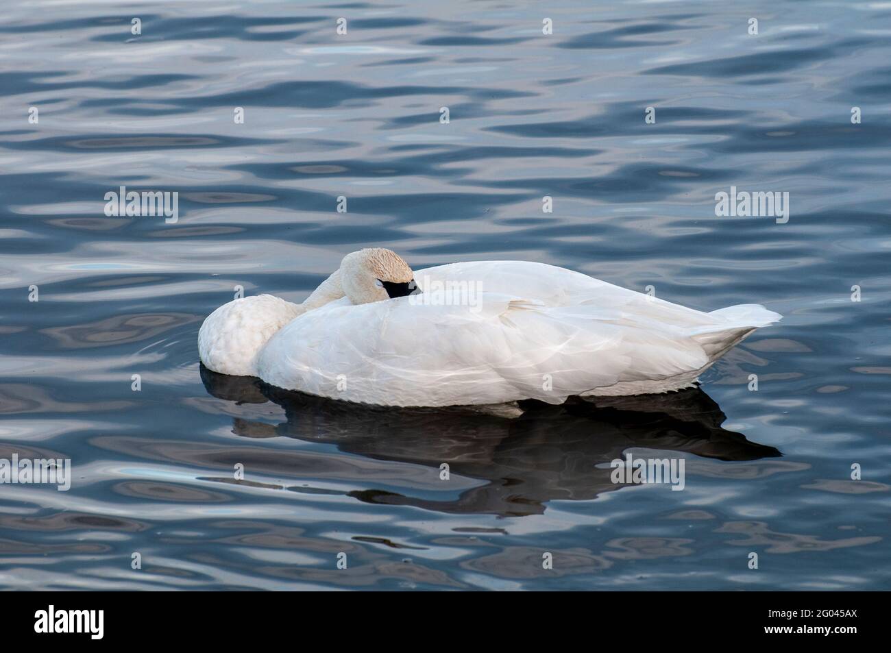 Vadnais Heights, Minnesota. Vadnais Lake Regional Park.  A beautiful Trumpeter Swan; Cygnus buccinator sleeping on a lake. Stock Photo
