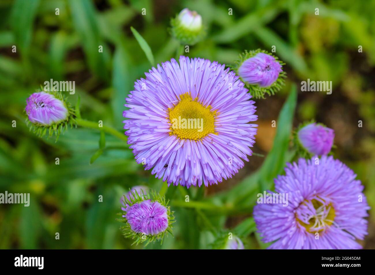 Purple aster in the center against natural background, top view, close-up. Stock Photo