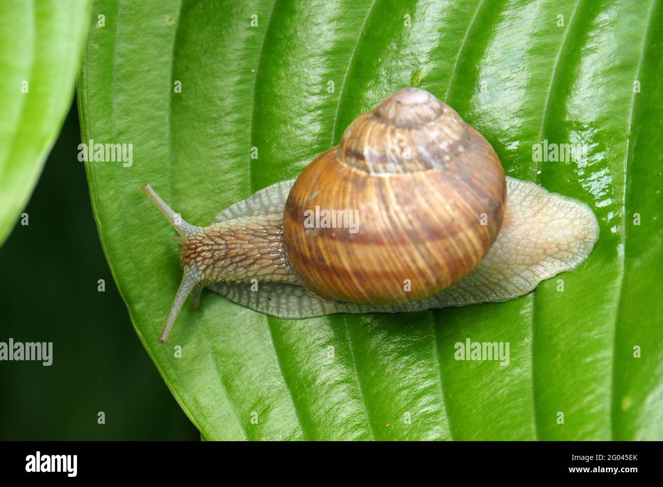 snail, Roman snail, edible snail, Schneckenhaus, Weinbergschnecke, Helix  pomatia, éticsiga, Budapest, Hungary, Magyarország, Europe Stock Photo -  Alamy