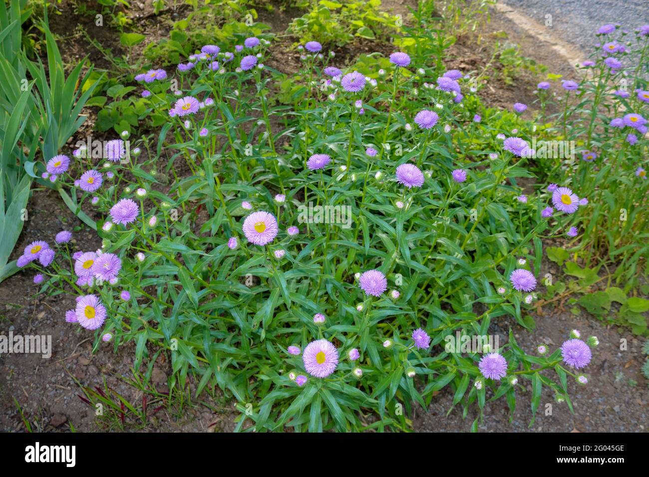 Bush of purple aster flowers on the ground in spring in Germany Stock Photo