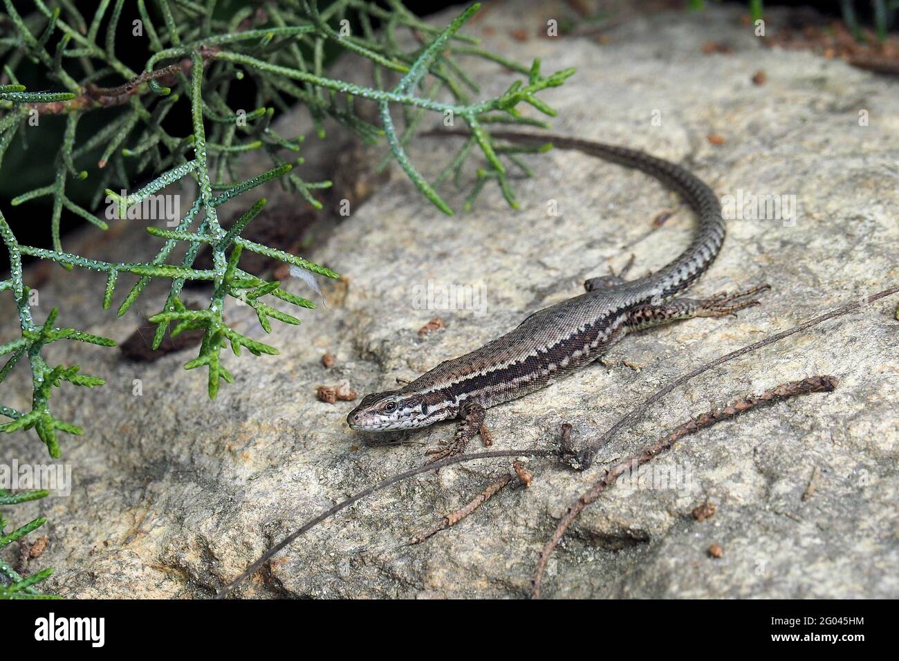 common wall lizard, European wall lizard, Mauereidechse, Lézard des ...