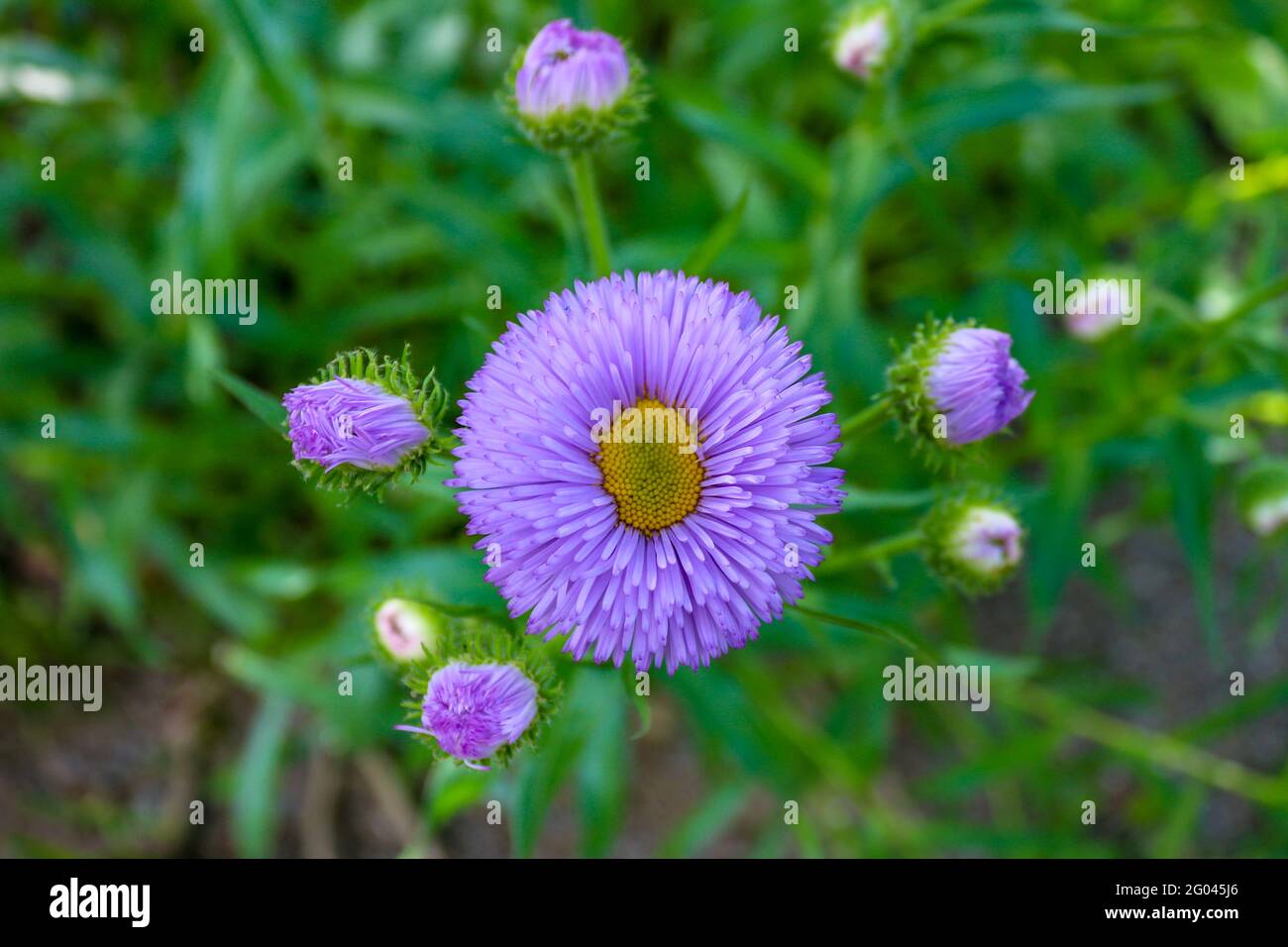 Purple aster flower blossom against green background, close up and selective focus Stock Photo