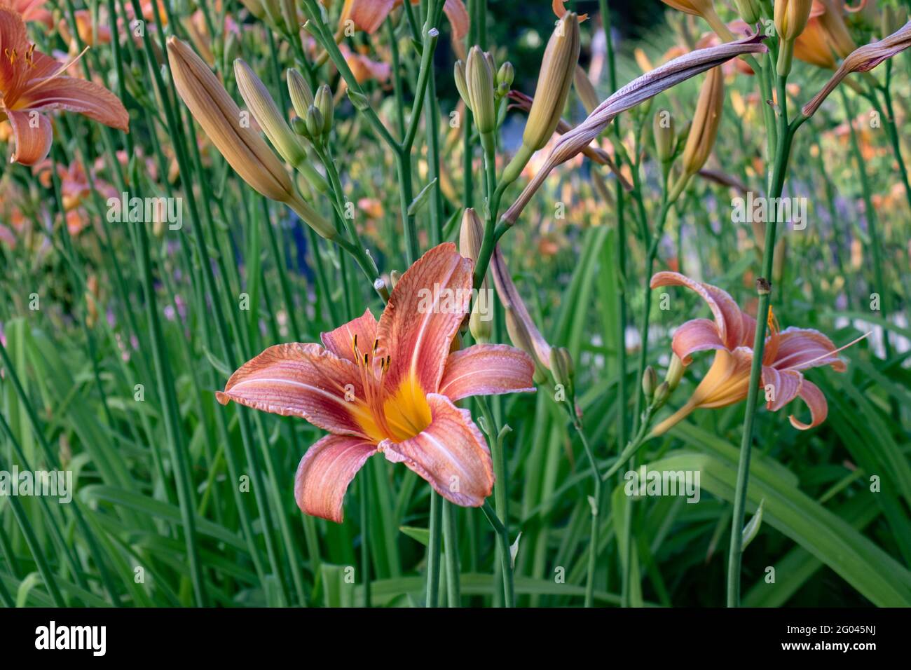 Orange day-lily (Hemerocallis fulva) also called tiger daylily in blooming field, closeup Stock Photo